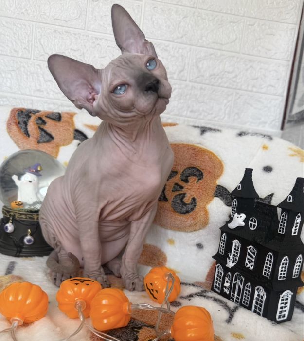 Baietel Sphynx blue point pedigree teste