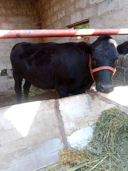 Ğunojin ANGUS  badani zoʻr yeb ichishiga gap yoʻq