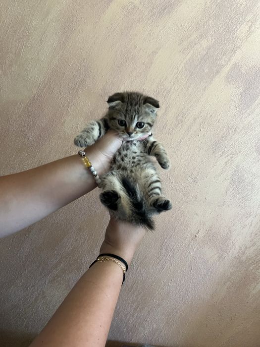 Шотландско клепоухо коте