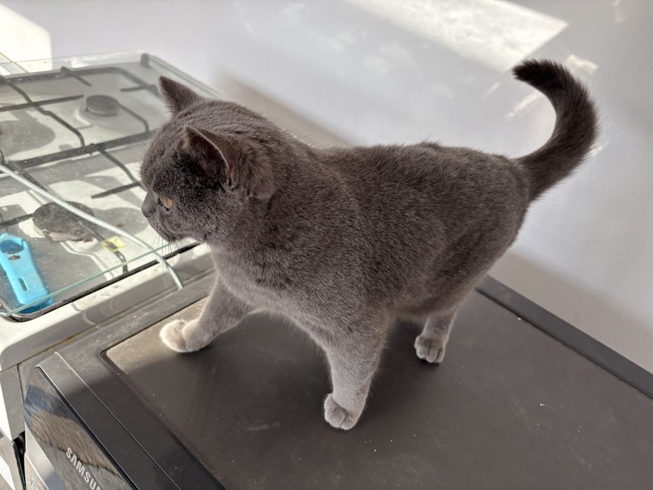 Pisica Brithis femela