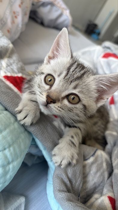 Котенок, 3 мес, мальчик