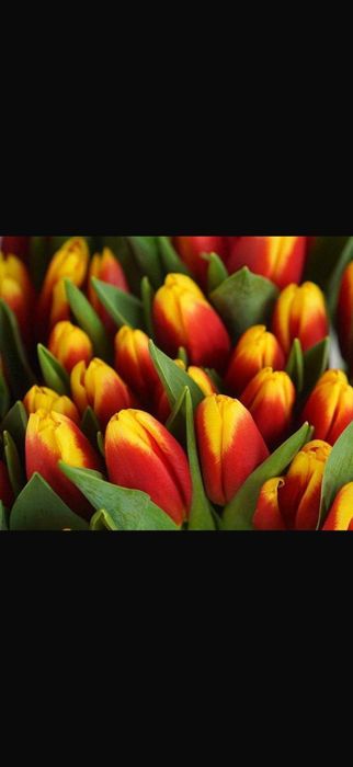 Тюльпаны розница