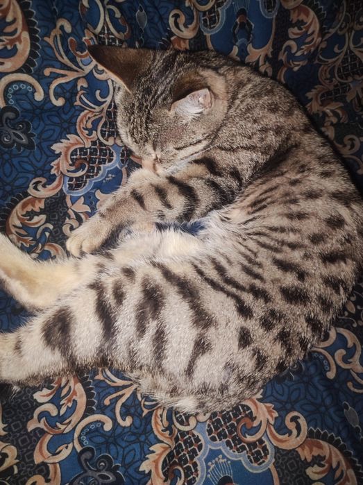 Mushuk sotiladi Yoshi 1 da