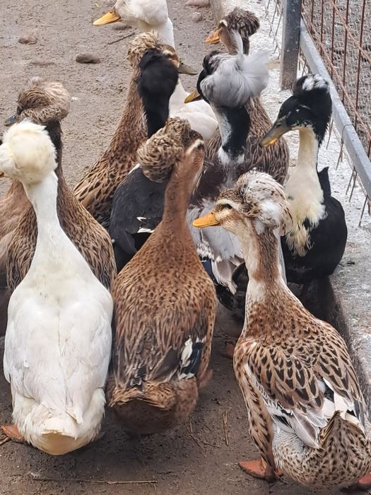 Vând ouă de Rată moțată
