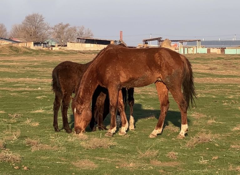 Лошадь, англоараб, жеребец, донен, байге