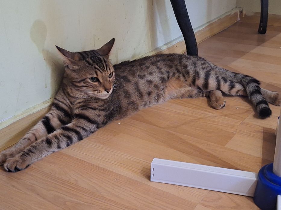 Вязка кот Бенгальский