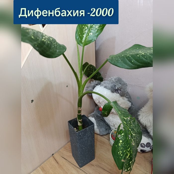 Комнатные цветы недорого