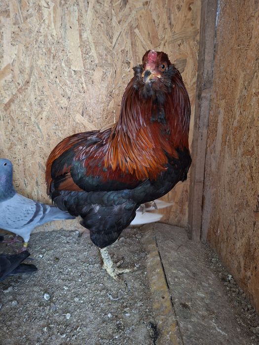 Cocos araucana potarnichiu sălbatic
