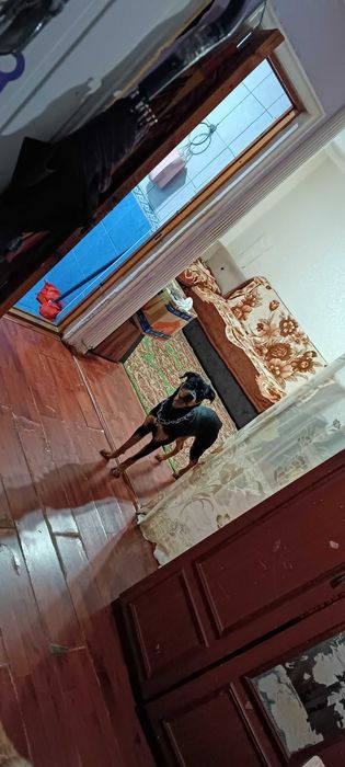 Продаю свою квартиру на ттз, рядом с базаром. 2/2/3,