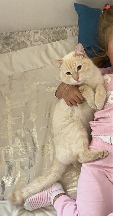 Пропал кот Снежок