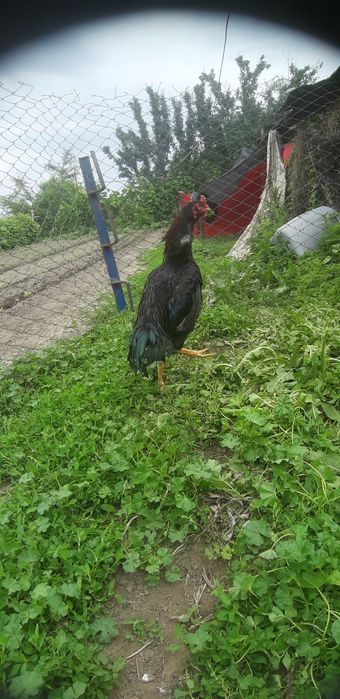 Продам петуха дакан