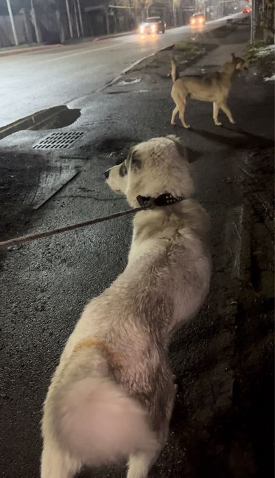 Алабай сатылады срочно