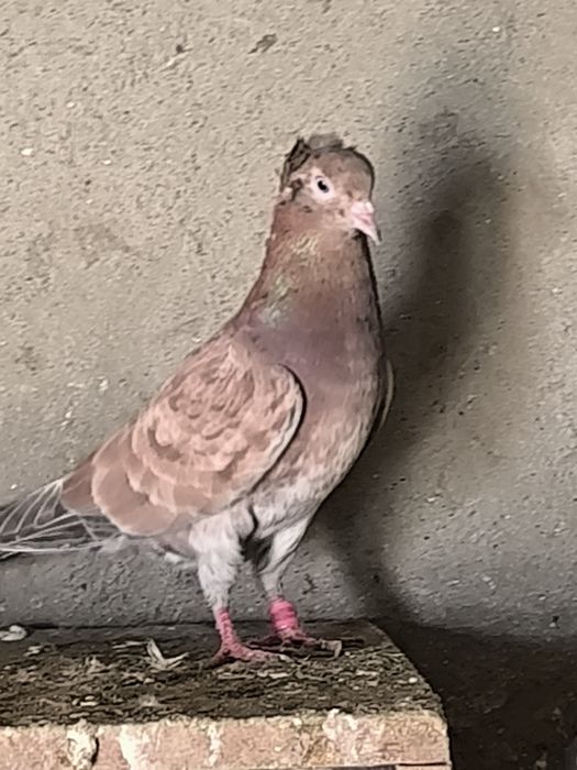 Продаются голуби