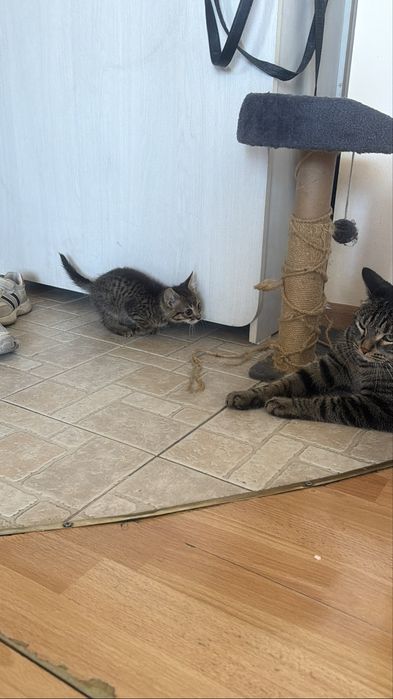 Отдам премиленького котенка бесплатно