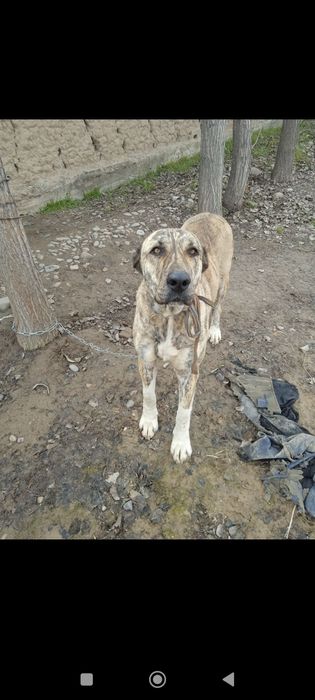 Зот олишга алабай тозза