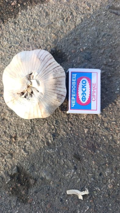 Чеснок, калибр 6.5 – 7.