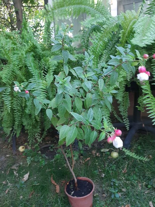 Цветы комнатные и оранжерейные.