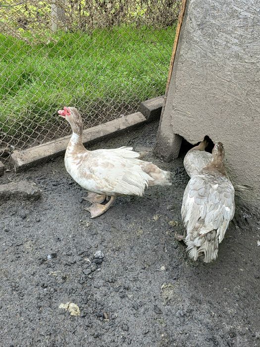 Rate lesesti colorate