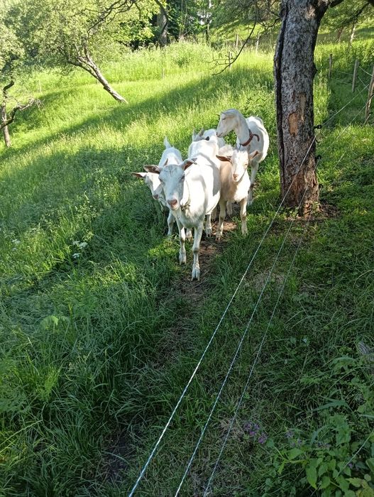 Capra sannen +țap sannen șut