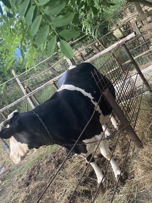 Vaca holstein de vanzare!