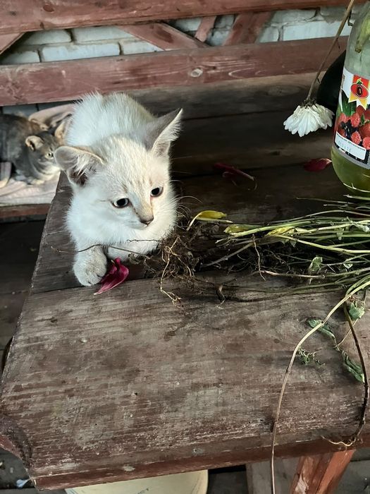 Котята 2 месяца.