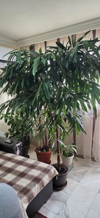 Фикус АЛИ голям 2метра дърво