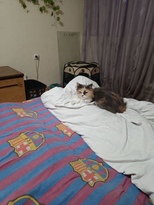 Продава се персийска котка
