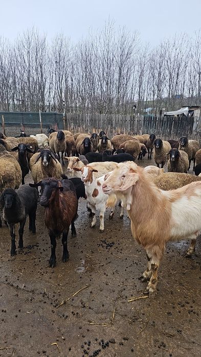 De vanzare oi rasa Carabasa de Teleorman