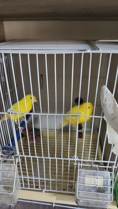 Canari timbrado spaniol cântăreți