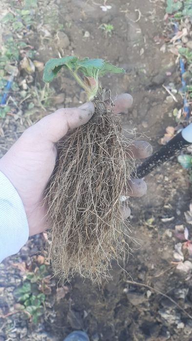 Stoloni Capsuni A+ Premium