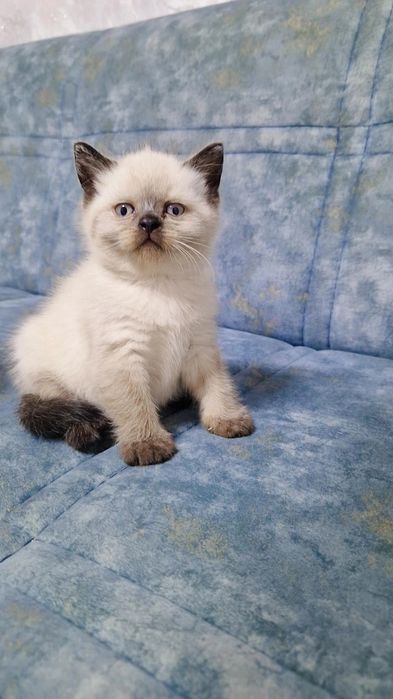 Котёнок скоттиш стайт цвет колор поинт