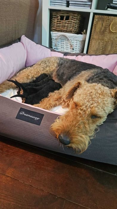 pui Airdale Terrier pedigree de exceptie