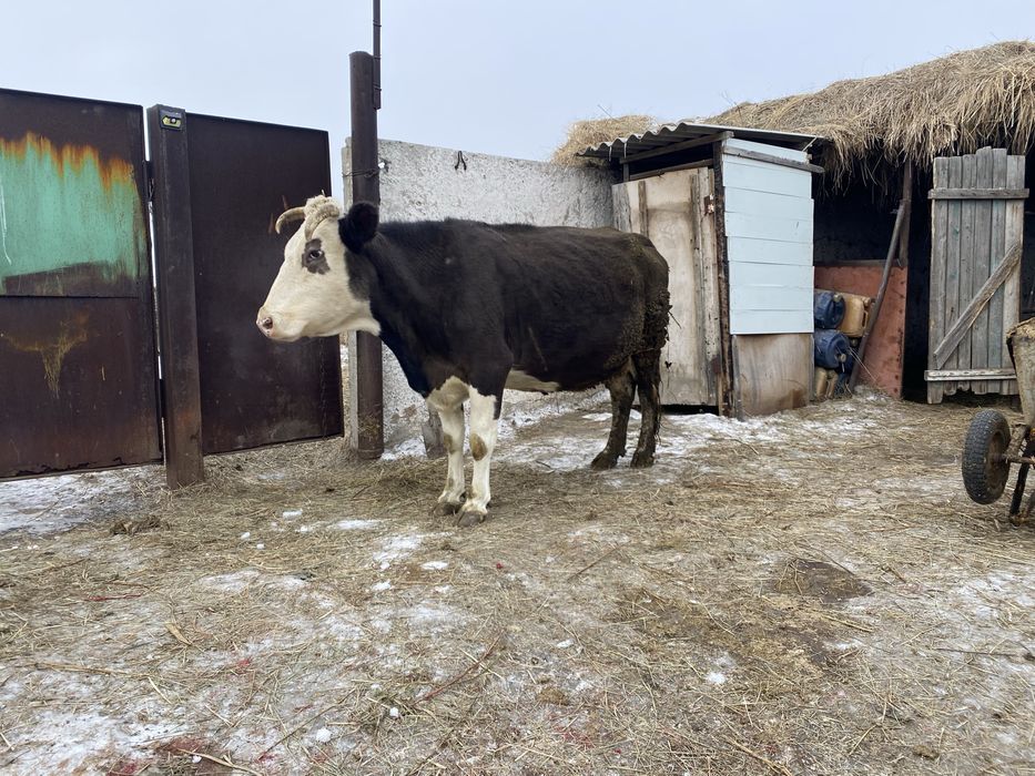 Продам корову дойную