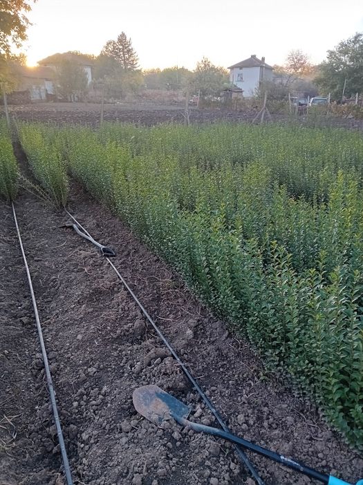 Лигуструм на гол корен