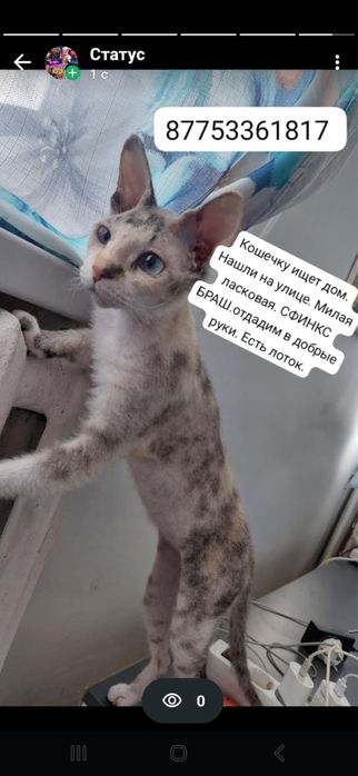 Отдадим котенка сфинкс браш