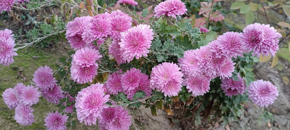 Продаю садовую рассаду