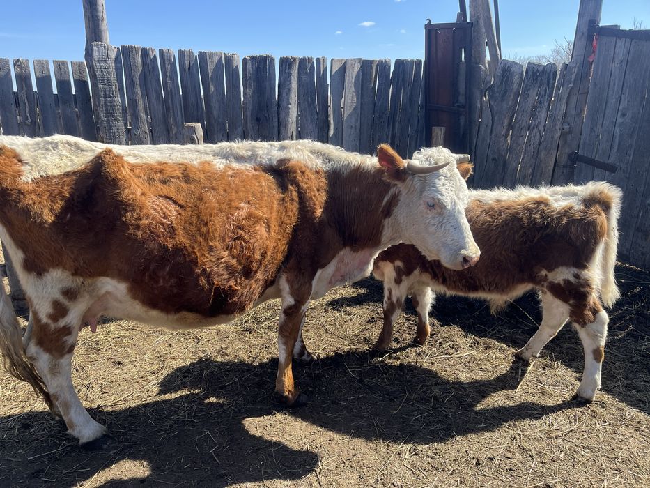 Дойная корова с теленком