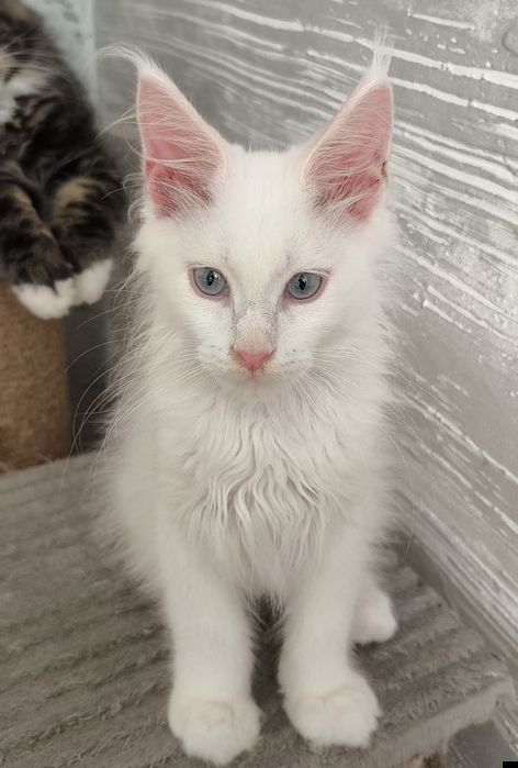 Продам котят Мейкун