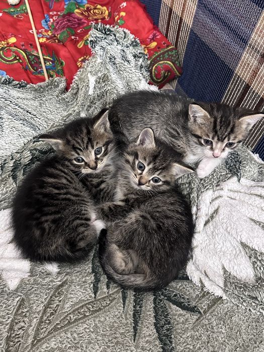 Отдам котят в добрые руки