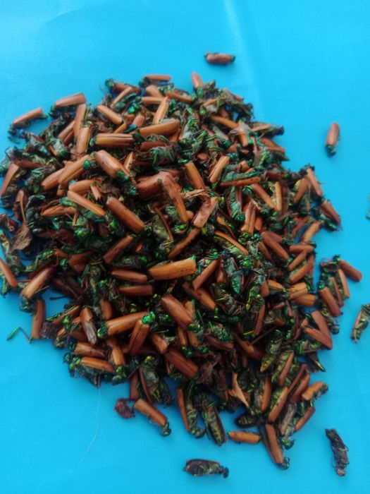 Алтын коныз Майски жук