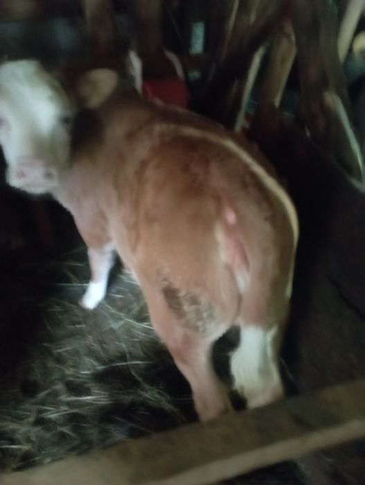 Vănd vițelușă de trei luni