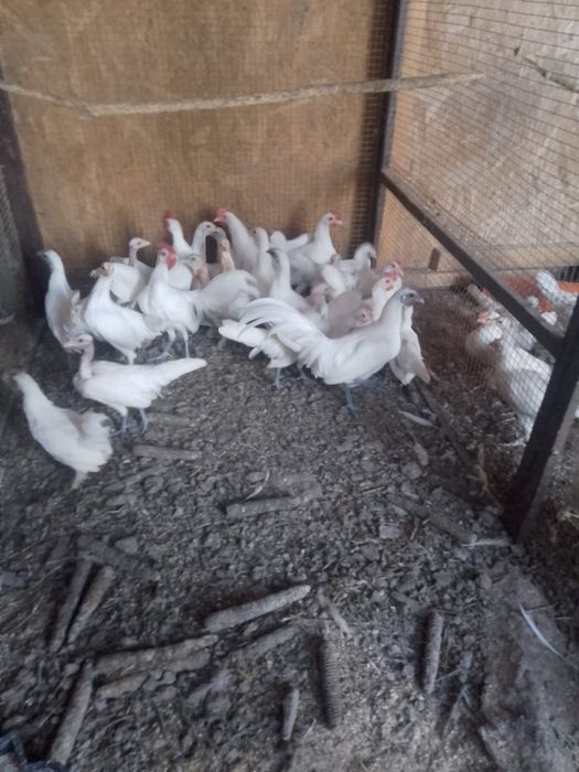 de vânzare găinușe
