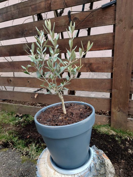 Vând măslin la ghiveci ceramic