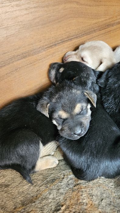 Щенки мать помесь канекорса с лабрадором
