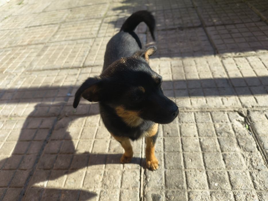 Женски Мини пинчер