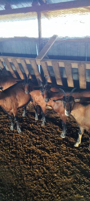 Iede alpine franceze de vânzare gestante din mame foarte bune de lapte