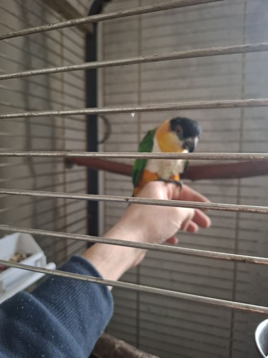 Caique blând Mascul