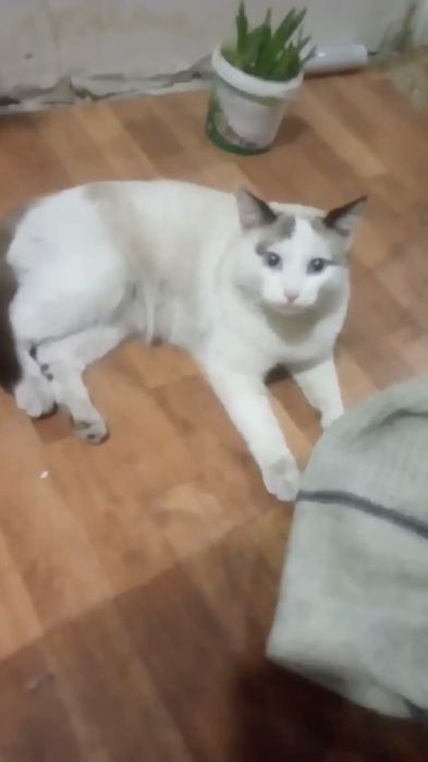 Пропал голубоглазый кот.