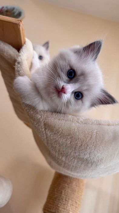 Котка Регдол / Рагдол / Ragdoll cat