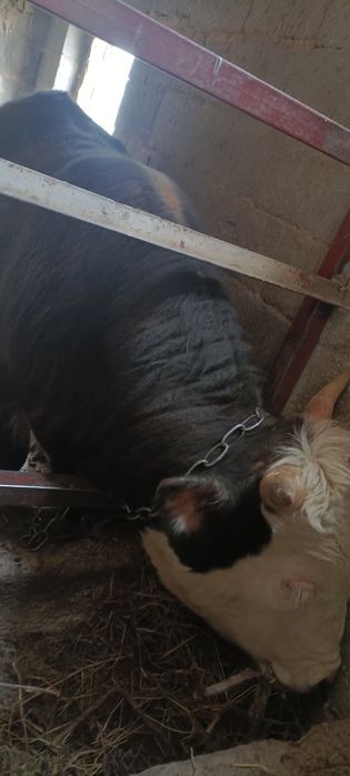 Продам быков 6 голов